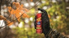 Wildlife Research Center Premium Spray Cans