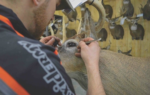 Archery Business 2015 Dealer of the Year S&S Taxidermy has good reason to display mounts wherever they find space. Retailers who do not offer taxidermy services would be better served using that wall space for products and displaying taxidermy sparingly.