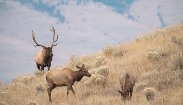 “The Currency of Conservation: Archery’s Impact” Video and Other Industry News