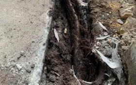 Plumber Finds Anaconda-Sized Root Growth in Storm Pipe