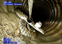 Snake Sighting During Camera Inspection