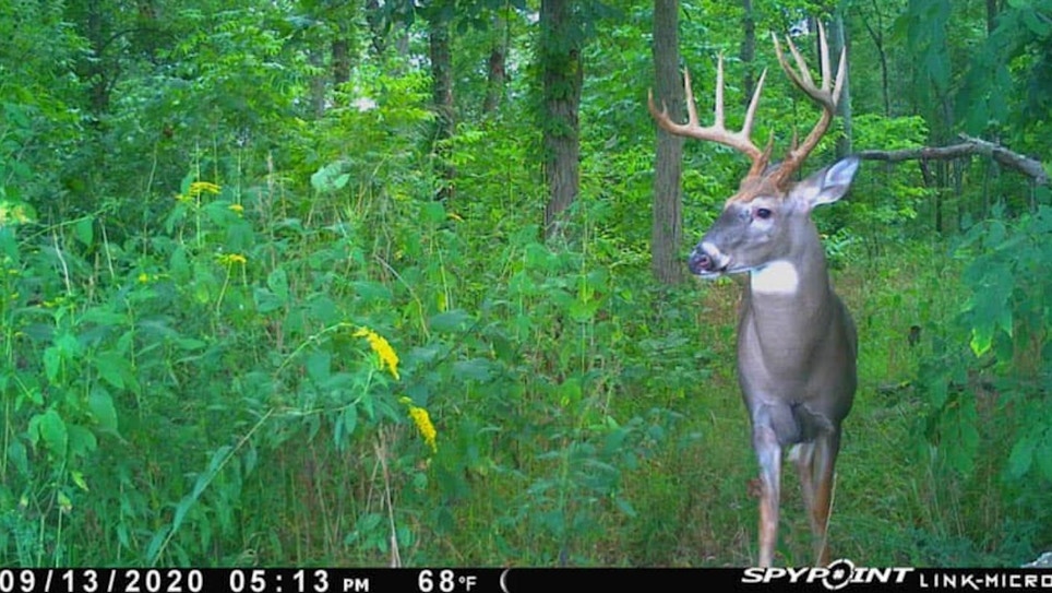 Head-On Shots: Are They Ever Okay for Whitetail Bowhunters?