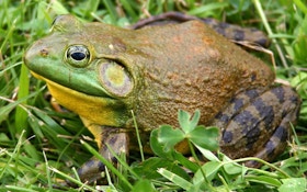 Frog Gigging 3-Part Series: Bullfrog Basics and the Population Paradox