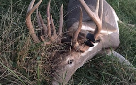 Missouri Hunter Kills Massive Antlered Doe