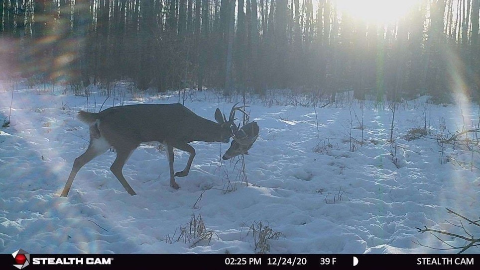 Locked Whitetail Buck Survives While His Opponent is Killed and Eaten by Coyotes