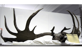 Ice Age Elk Antlers Auctioned Off in New Zealand
