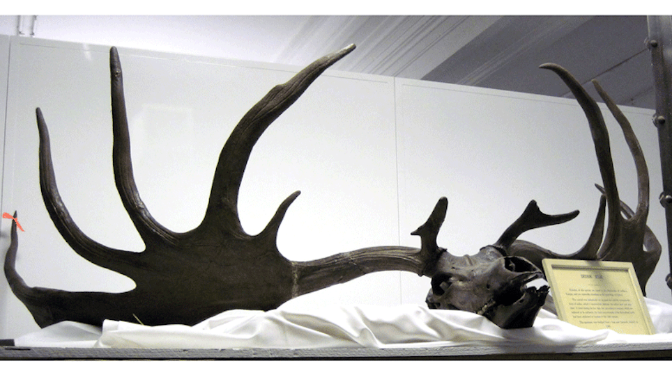 Ice Age Elk Antlers Auctioned Off in New Zealand