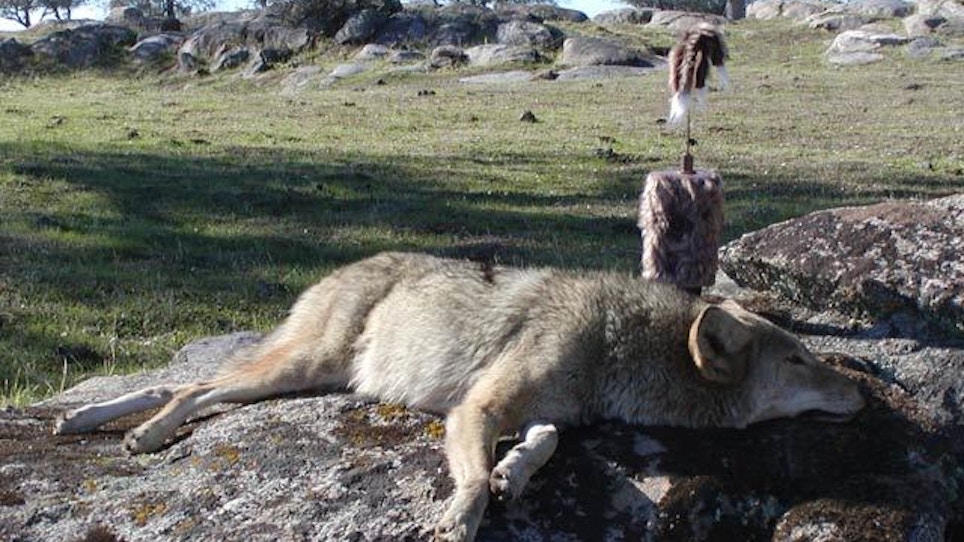 From The Readers: California Coyote Hunting