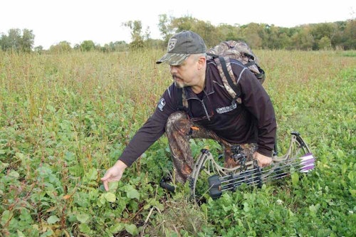 Brassicas have become a celebrated planting for whitetails because of how attractive they are during fall. They are loaded with carbohydrates, which to a deer means “heat” and “energy.”