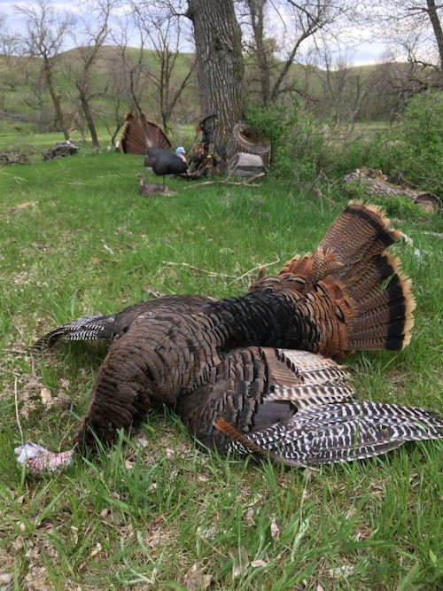 The author dropped this turkey in its tracks at 10 yards. The ambush here is the same one shown in the photo at the beginning of this article.