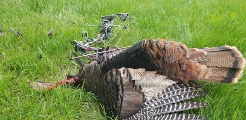 The large fixed-blade Magnus Bullhead broadhead is designed for head/neck shots on a close-range turkey. As shown below, a well-placed Bullhead results in a short tracking job.
