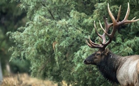 3 Overlooked Archery Tips for Public Land Elk