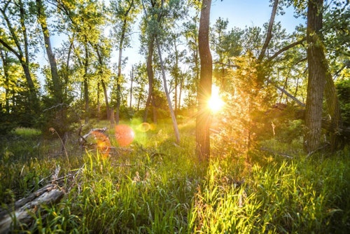 This is an outstanding example of a small woodlot that will be a buck travel corridor during the rut. Rather than hang a treestand, however, the author prefers a ground ambush.