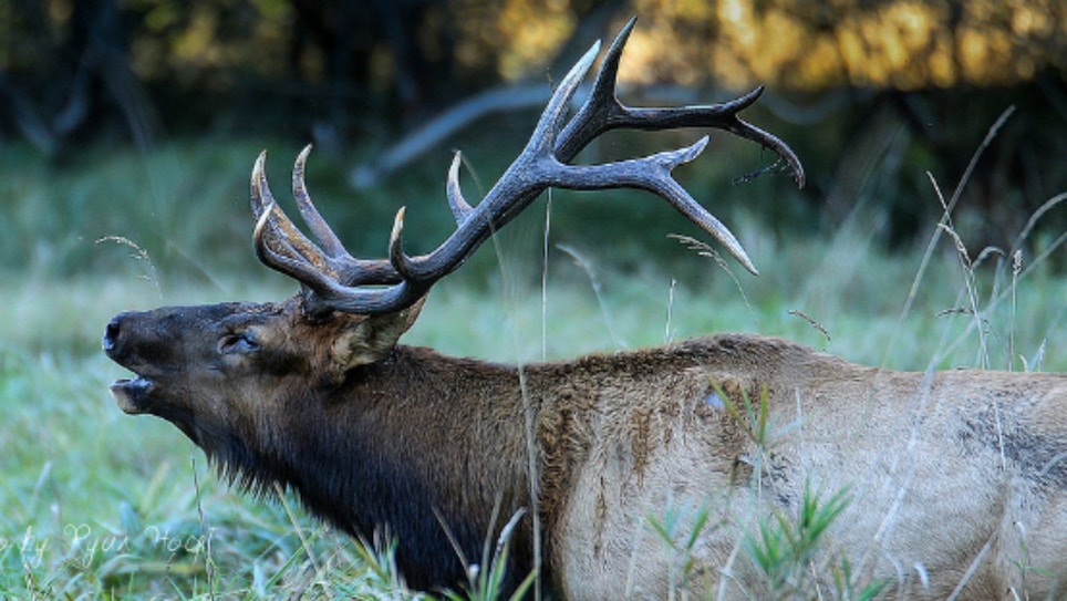 Breaking News: Oregon Bowhunter Killed by Wounded Elk