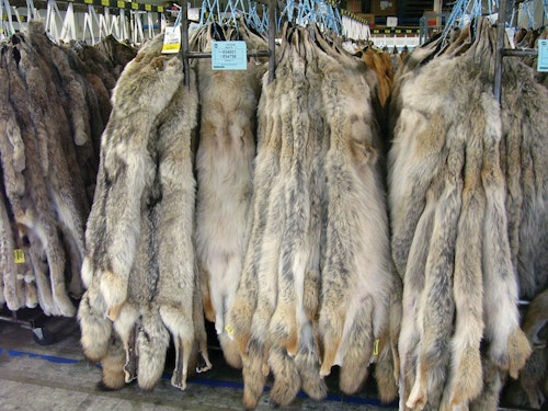 For high volume hunters who are skilled at putting up fur international auctions are a good marketing option. Here fur is graded, organized in lots and sold to the highest bidder. Photo: Mike Wilhite.
