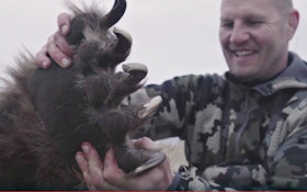 Video: Bowhunter Draws on Giant Brown Bear at 12 Yards