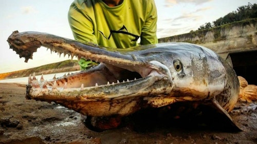 Alligator gar are thrilling to catch on rod-and-reel, giving anglers a fight with a beast. The fish can then be released. Some states have begun tightening regulations to protect alligator gar.