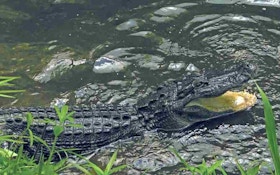 Where to Hunt Alligators