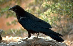 How to Prepare and Cook Crow