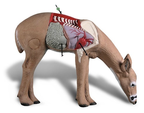 The Anatomy Deer 3-D target from Rinehart shows the correct position of a deer’s leg bone, which connects to the scapula. In the author’s opinion, aiming for the leg bone or scapula on a broadside deer is a risky move.