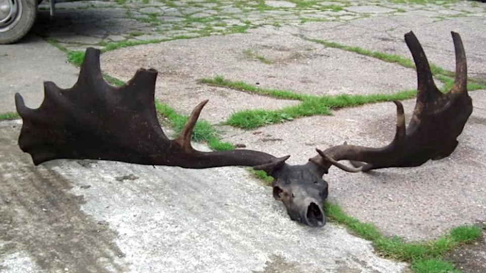 Skull of Extinct, Gigantic Irish Elk Netted by Anglers
