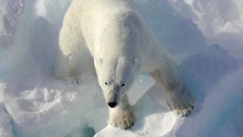 Russian Town Besieged by Polar Bears