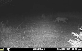 Mountain Lion Sighting Confirmed, Likely Roaming for Territory