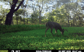 Food plots: more or less?