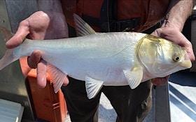 Invasive Silver Carp Confirmed in Chickamauga Lake
