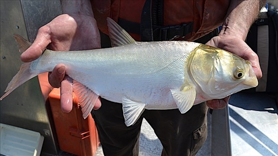 Invasive Silver Carp Confirmed in Chickamauga Lake