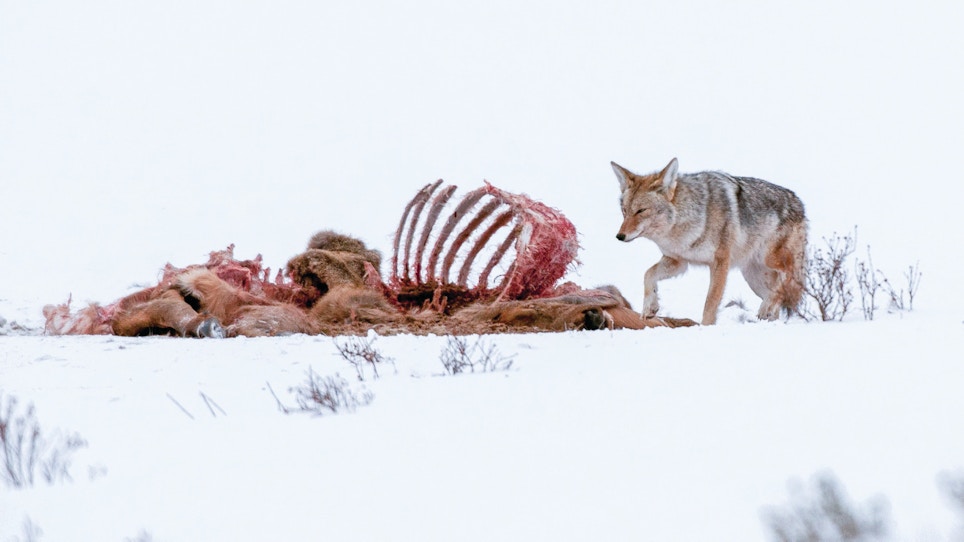 Proven tips to effectively bait, hunt coyotes