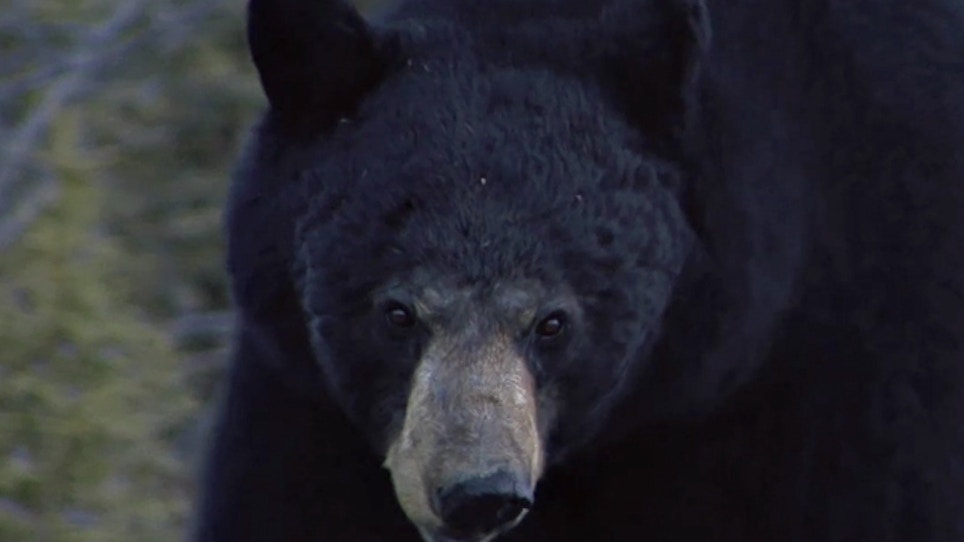 Colorado Has Nowhere To Relocate Bears
