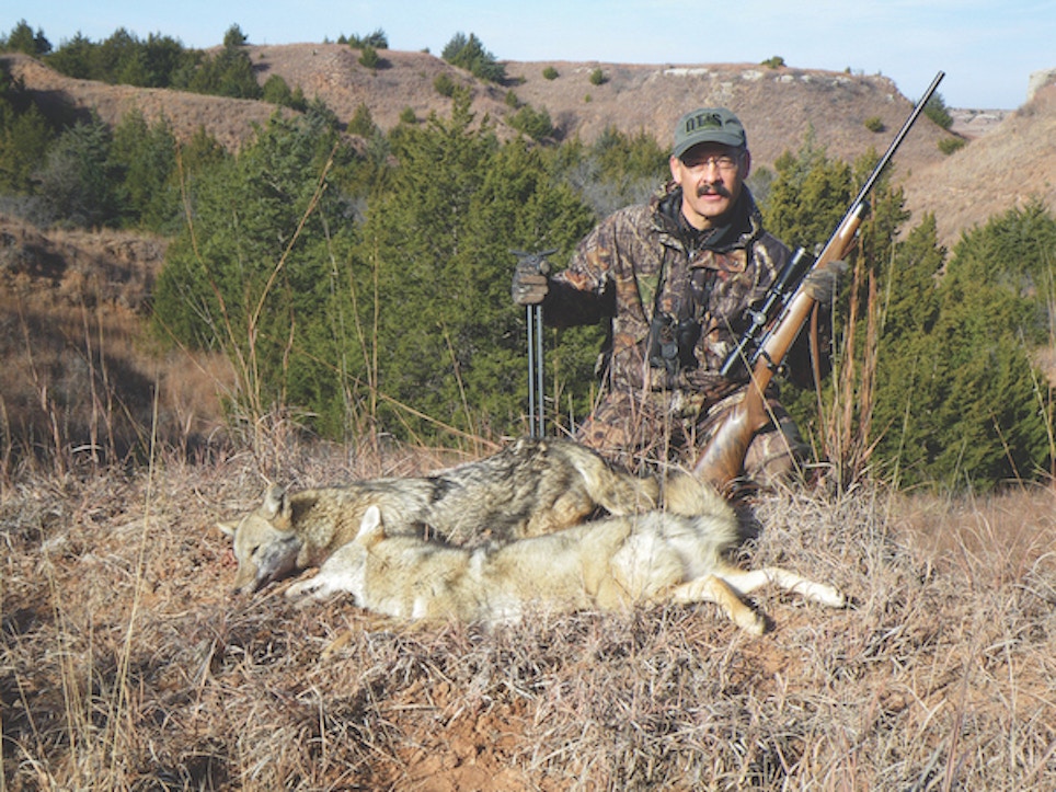 Beating Windy Weather Coyotes