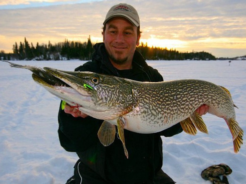 This trophy pike ate a Big Tooth Rig; the angler will probably need a mouth spreader and long-nose pliers to remove the hooks.