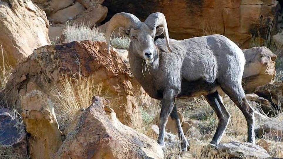 Board Approves Bighorn Sheep 10-Year Management Plan