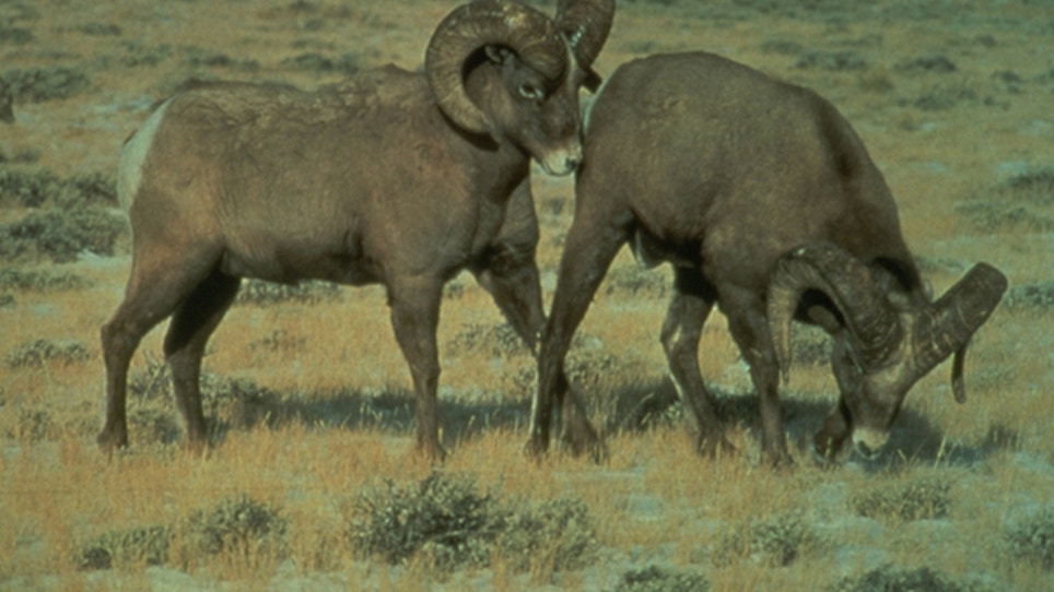 End Of Bighorn Sheep Herd Could Help Others Throughout West