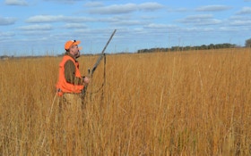 Favorable Weather Credited With Minnesota Pheasant Rebound