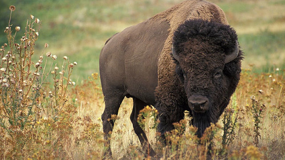 Yellowstone Set To Cull 1,000 Bison