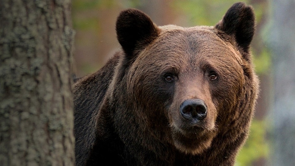 Win a 2020 Black Bear Hunt and Archery Prize Package