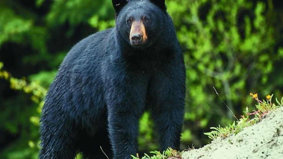 Missouri Officials Seek Comments About Proposed Bear Season