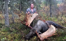 Video: Massive Alaska Moose Tagged With a Traditional Bow