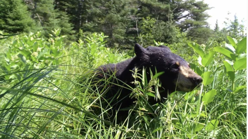 Bear Hunting Permits Reduced After Population Declines