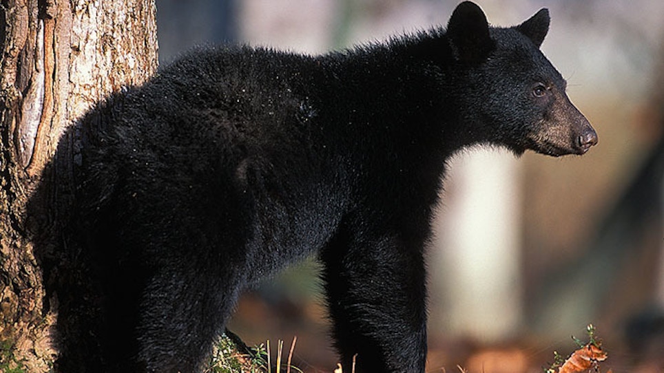 How biologists estimate wild black bear numbers