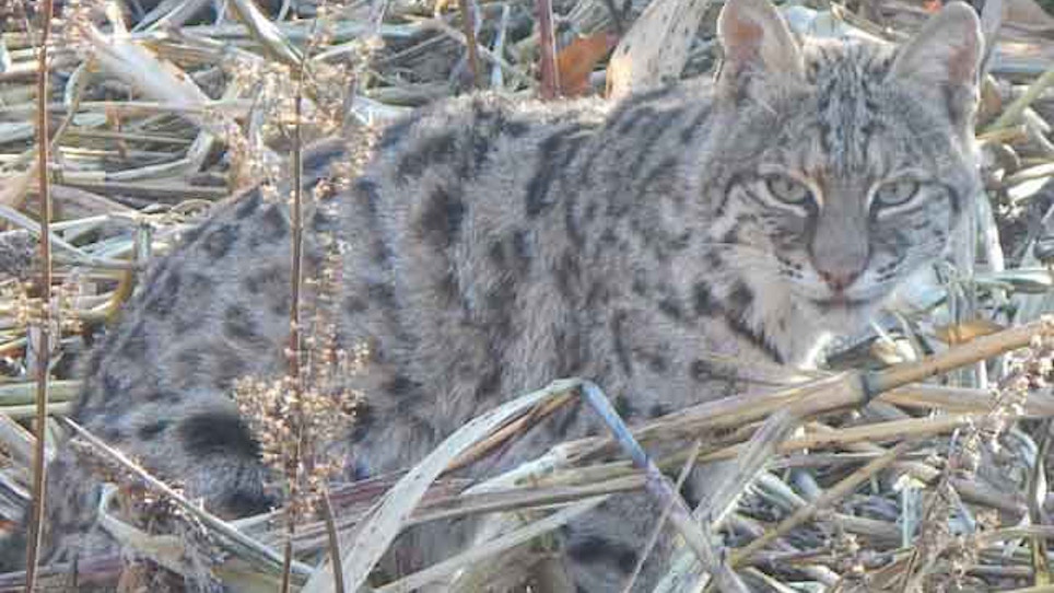 California Game Officials Keep Bobcat Trapping Ban