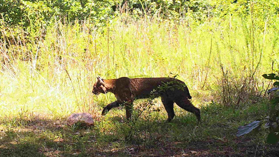 Ohio Game Officials See Boost In Bobcat Population