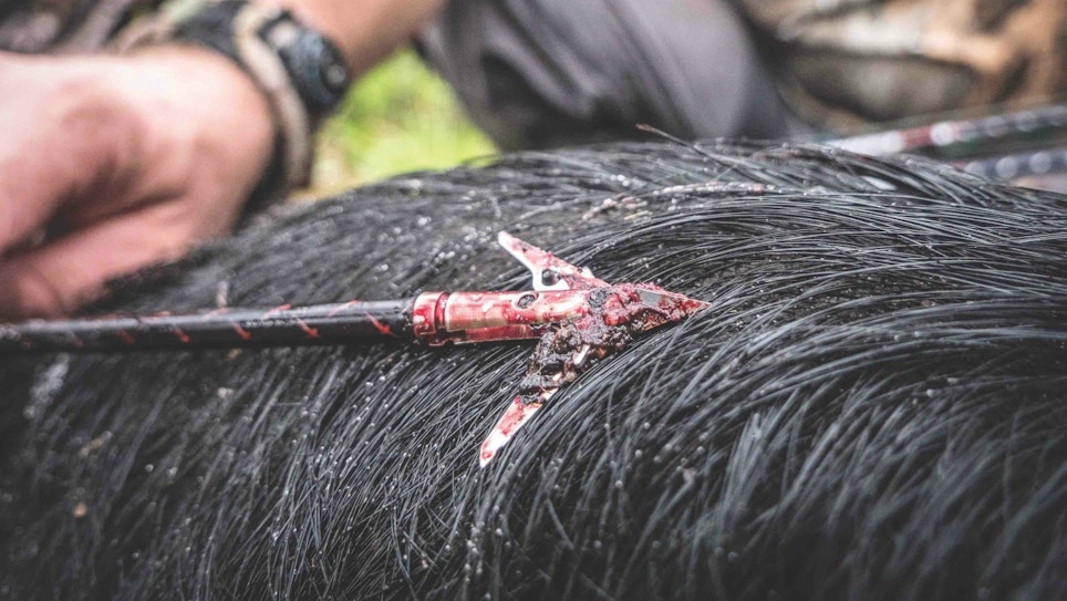 Deadly Arrows and Broadheads for Bowhunting Hogs