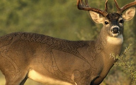 Are You Aiming at the Wrong Spot on a Broadside Whitetail?