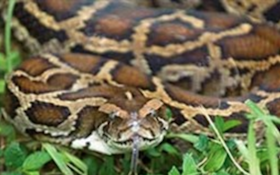 Snake Hunter Wrangles Record Burmese Python From Canal