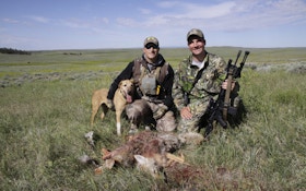 Shoot More Coyotes in Summer, Save More Fawns for Autumn