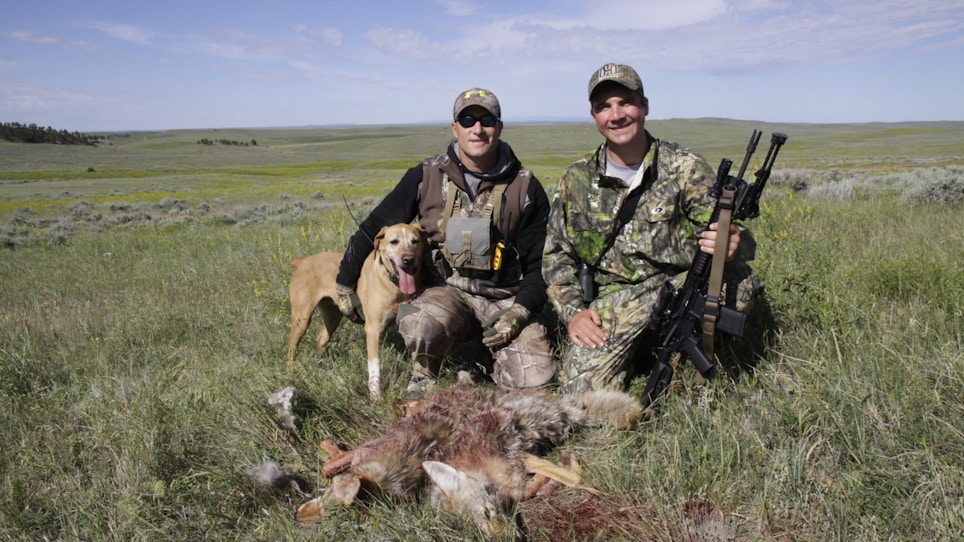 Shoot More Coyotes in Summer, Save More Fawns for Autumn